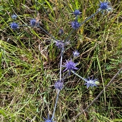 Eryngium ovinum at Kambah, ACT - 14 Jan 2025