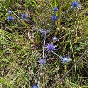 Eryngium ovinum at Kambah, ACT - 14 Jan 2025