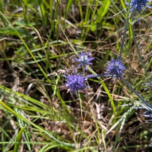 Eryngium ovinum at Kambah, ACT - 14 Jan 2025