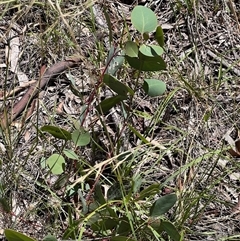 Eucalyptus blakelyi (Blakely's Red Gum) at Higgins, ACT - 14 Jan 2025 by Untidy