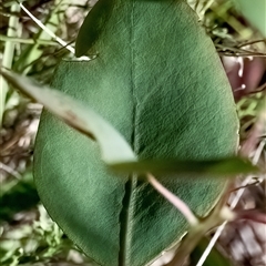 Eucalyptus blakelyi at Higgins, ACT - 14 Jan 2025 02:27 PM