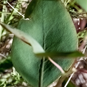 Eucalyptus blakelyi at Higgins, ACT - 14 Jan 2025 02:27 PM