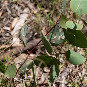 Eucalyptus blakelyi at Higgins, ACT - 14 Jan 2025 02:27 PM