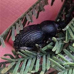 Unidentified Weevil (Curculionoidea) at Captains Flat, NSW - 12 Jan 2025 by clarehoneydove