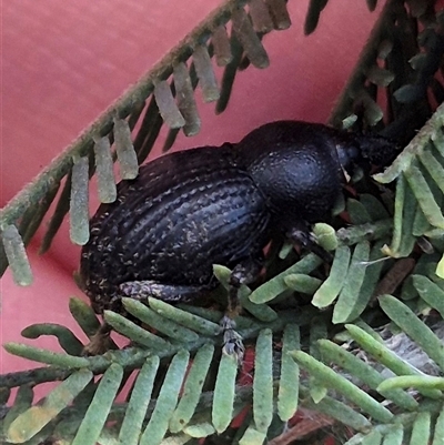 Perperus sp. (Unidentified Perperus weevil) at Captains Flat, NSW - 12 Jan 2025 by clarehoneydove