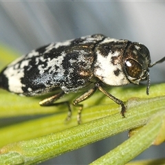 Hypocisseis suturalis (Cherry Ballart Jewel Beetle) at Duffy, ACT - 14 Jan 2025 by Harrisi