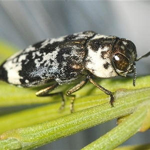 Hypocisseis suturalis (Cherry Ballart Jewel Beetle) at Duffy, ACT by Harrisi