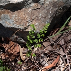 Cheilanthes sieberi subsp. sieberi (Mulga Rock Fern) at Higgins, ACT - 14 Jan 2025 by Untidy