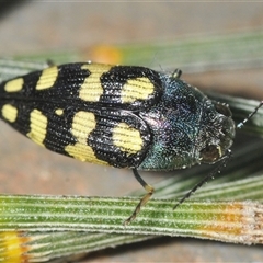 Astraeus (Astraeus) samouelli (A Jewel Beetle) at Denman Prospect, ACT - 14 Jan 2025 by Harrisi