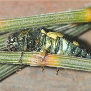 Astraeus (Astraeus) samouelli at Denman Prospect, ACT - 14 Jan 2025 05:27 PM