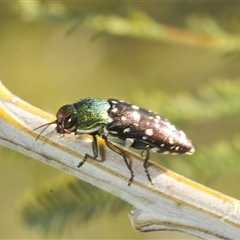 Diphucrania leucosticta (White-flecked acacia jewel beetle) at Duffy, ACT - 14 Jan 2025 by Harrisi