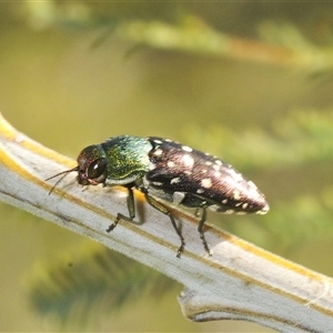 Diphucrania leucosticta (White-flecked acacia jewel beetle) at Duffy, ACT by Harrisi