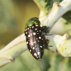 Diphucrania leucosticta at Duffy, ACT - 14 Jan 2025 04:34 PM