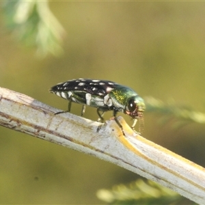 Diphucrania leucosticta at Duffy, ACT - 14 Jan 2025 04:34 PM