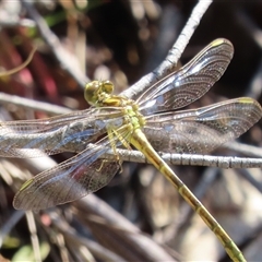 Austrogomphus guerini (Yellow-striped Hunter) at Cotter River, ACT - 14 Jan 2025 by SandraH