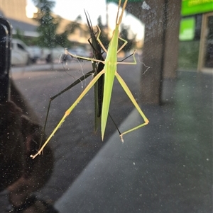 Acrida conica at Greenway, ACT - 15 Jan 2025 07:05 AM