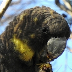 Calyptorhynchus lathami lathami (Glossy Black-Cockatoo) at Colo Vale, NSW - 23 Apr 2020 by GITM3