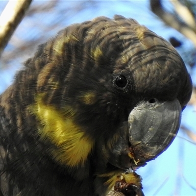 Calyptorhynchus lathami lathami (Glossy Black-Cockatoo) at Colo Vale, NSW - 23 Apr 2020 by GITM3