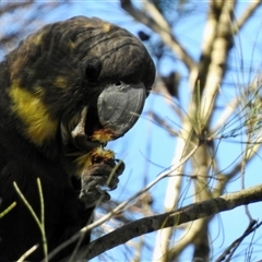 Calyptorhynchus lathami lathami at Colo Vale, NSW - 23 Apr 2020