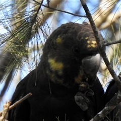 Calyptorhynchus lathami lathami (Glossy Black-Cockatoo) at Colo Vale, NSW - 23 Apr 2020 by GITM3