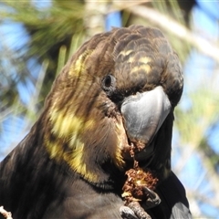 Calyptorhynchus lathami lathami at Colo Vale, NSW - suppressed