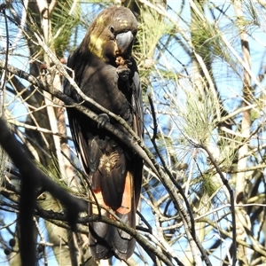 Calyptorhynchus lathami lathami at Colo Vale, NSW - 23 Apr 2020