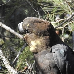 Calyptorhynchus lathami lathami at Colo Vale, NSW - 23 Apr 2020