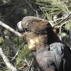 Calyptorhynchus lathami lathami at Colo Vale, NSW - suppressed