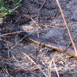 Notechis scutatus (Tiger Snake) at Wollogorang, NSW by trevorpreston