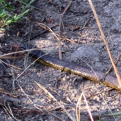 Notechis scutatus (Tiger Snake) at Wollogorang, NSW - 14 Jan 2025 by trevorpreston