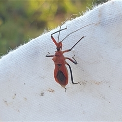 Gminatus australis (Orange assassin bug) at Farrer, ACT - 15 Jan 2025 by gregbaines