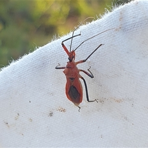 Gminatus australis (Orange assassin bug) at Farrer, ACT by gregbaines