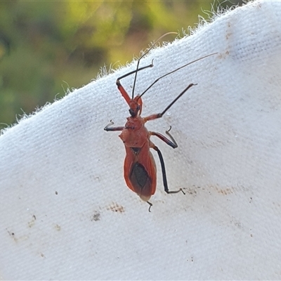 Gminatus australis (Orange assassin bug) at Farrer, ACT - 15 Jan 2025 by gregbaines