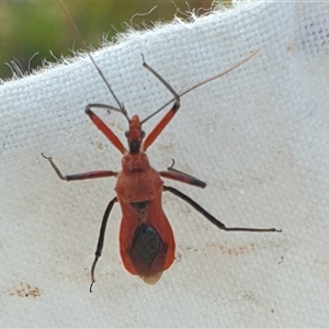 Gminatus australis at Farrer, ACT - 15 Jan 2025 08:45 AM