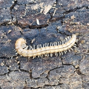 Paradoxosomatidae sp. (family) at Wollogorang, NSW by trevorpreston