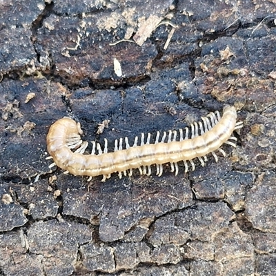 Paradoxosomatidae sp. (family) at Wollogorang, NSW - 14 Jan 2025 by trevorpreston