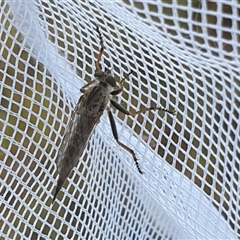 Cerdistus sp. (genus) (Slender Robber Fly) at Farrer, ACT - 14 Jan 2025 by gregbaines