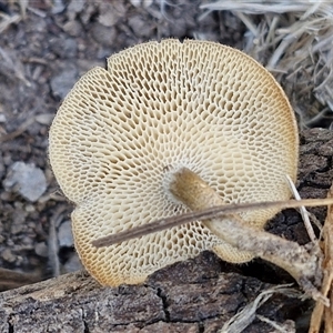 Lentinus arcularius (Fringed Polypore) at Wollogorang, NSW by trevorpreston