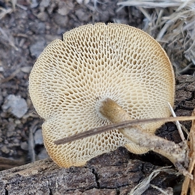 Lentinus arcularius (Fringed Polypore) at Wollogorang, NSW - 14 Jan 2025 by trevorpreston