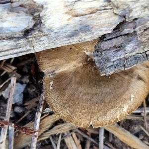 Lentinus arcularius at Wollogorang, NSW - 15 Jan 2025