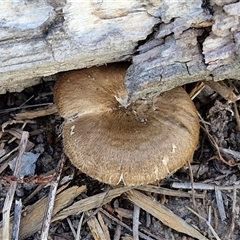 Lentinus arcularius at Wollogorang, NSW - 15 Jan 2025