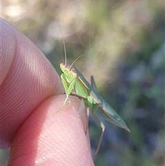 Orthodera ministralis (Green Mantid) at Farrer, ACT - 15 Jan 2025 by gregbaines