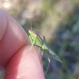 Orthodera ministralis (Green Mantid) at Farrer, ACT by gregbaines