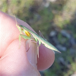 Orthodera ministralis at Farrer, ACT - 15 Jan 2025 08:50 AM