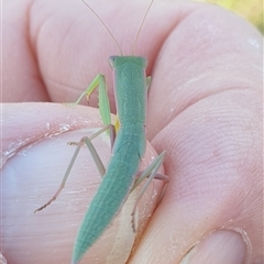 Orthodera ministralis at Farrer, ACT - 15 Jan 2025 08:50 AM