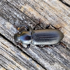 Unidentified Darkling beetle (Tenebrionidae) at Wollogorang, NSW - 14 Jan 2025 by trevorpreston