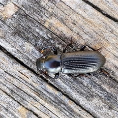 Zophophilus sp. (genus) at Wollogorang, NSW - 15 Jan 2025 07:30 AM