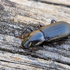 Zophophilus sp. (genus) at Wollogorang, NSW - 15 Jan 2025 07:30 AM