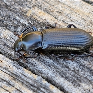 Zophophilus sp. (genus) at Wollogorang, NSW - 15 Jan 2025 07:30 AM