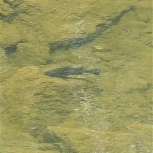 Macquaria australasica (Macquarie Perch) at Uriarra Village, ACT by ryanbadowski